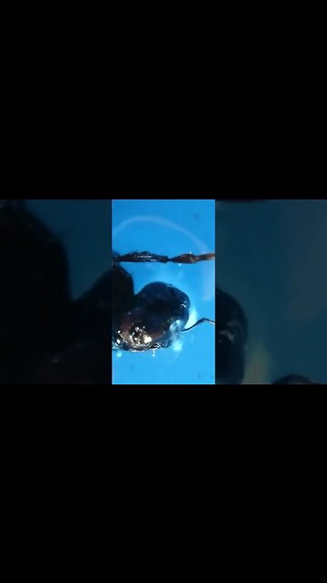 Wooden black wasp at Apexel Microscope Lens