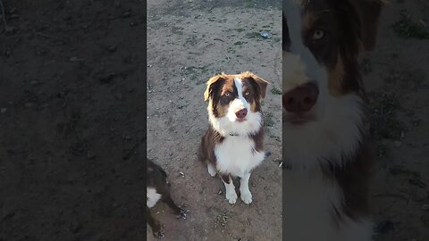 Meet our Aussies!!