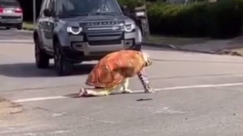 You Must Be Fucking Kidding Me! Identifies as a Turtle