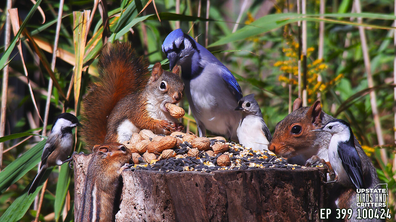 Upstate Birds And Critters: 4k Ep 399 — 100424 Cat TV Dog TV