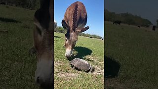 It’s a Tortoise!