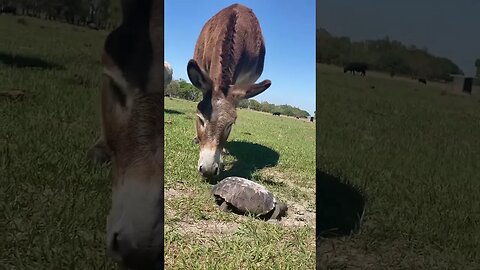 It’s a Tortoise!
