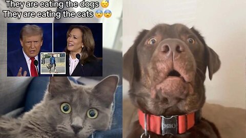 Donald Trump 'They're Eating the Dogs' Song Goes Viral
