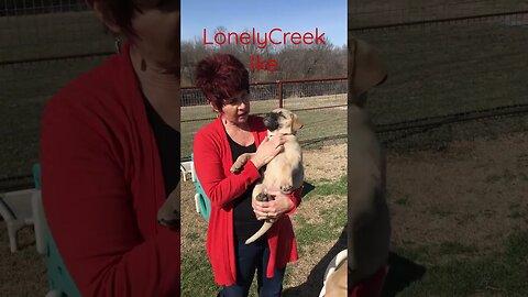 LonelyCreek Ike bull #bullmastiffpuppy #bullmastiff #lonelycreek