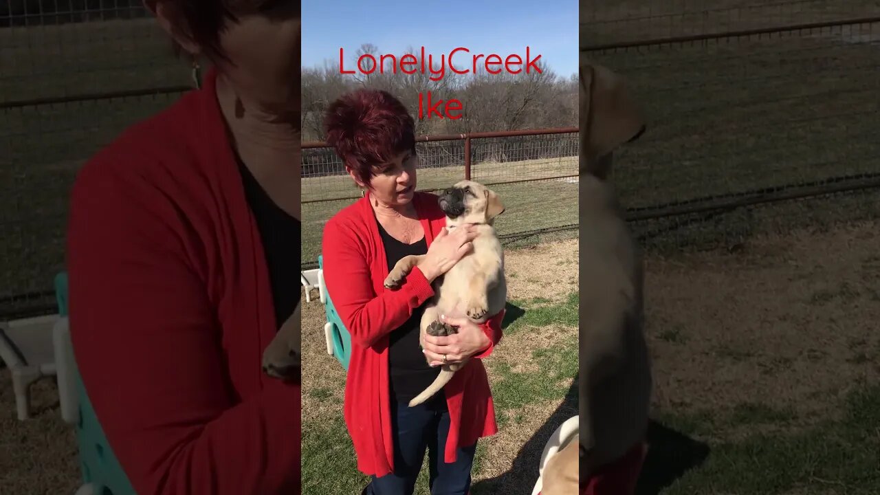 LonelyCreek Ike bull #bullmastiffpuppy #bullmastiff #lonelycreek