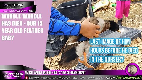 Waddle Waddle Has Died - Our 13 year old feather baby