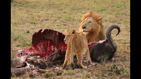 Wild Animal Hunting