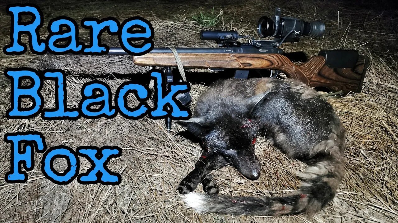 I SHOT IT: Rare European Black Fox || 17HMR || HIKMICRO TQ50