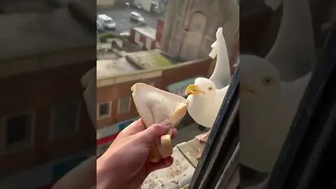 Feeding flying dinosaurs