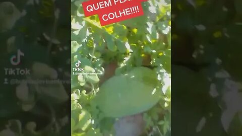 COLHENDO ABÓBORA NA PLANTAÇÃO DE MELANCIA