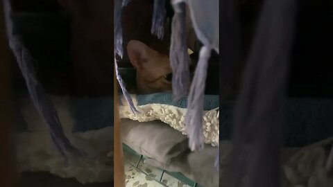Sunny Sleeping In The Cat Cave (Better Than The Bat Cave)