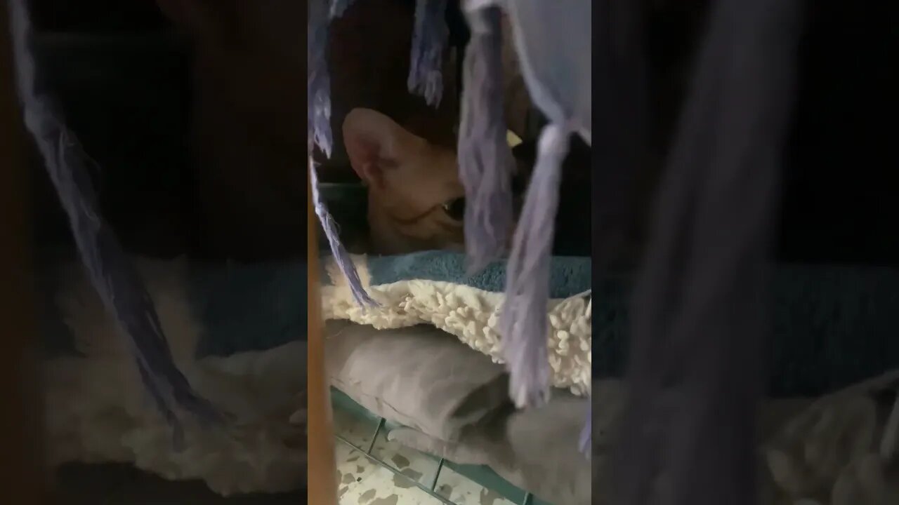 Sunny Sleeping In The Cat Cave (Better Than The Bat Cave)