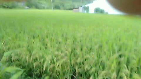Paddy field