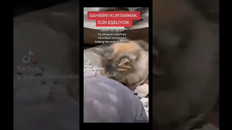 Bagaimana nasib para Anabul di Turkey setelah pasca Gempa berkekuatan 7.9 SR 😭😭😭