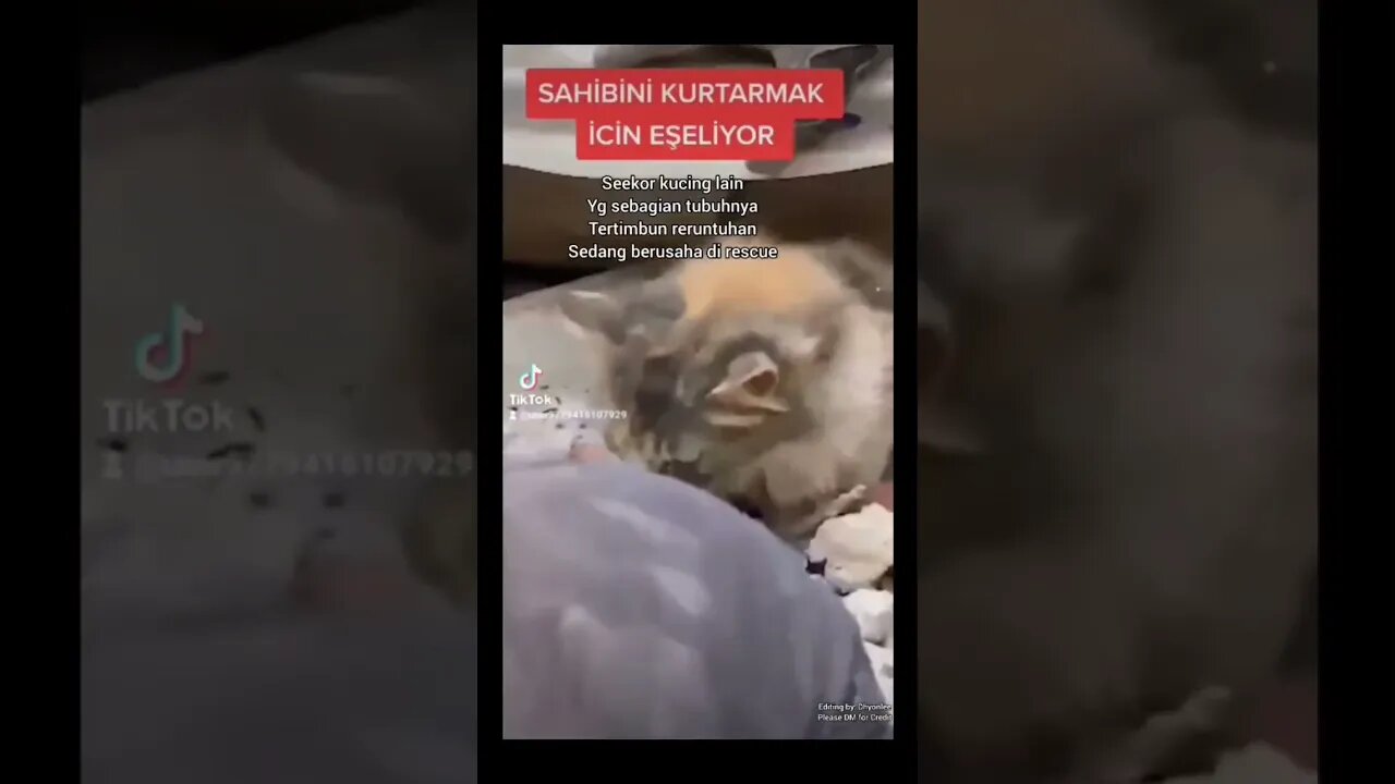 Bagaimana nasib para Anabul di Turkey setelah pasca Gempa berkekuatan 7.9 SR ðŸ˜ðŸ˜ðŸ˜