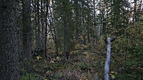 The Dance (Northern Alberta Elk Hunt