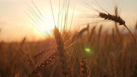 golden ears of wheat on the field at sunset close up of ripe wheat ears beautiful b SBV 325081973 HD