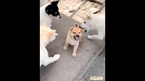 How do dogs tease small puppies together?🤣🤣 trending video
