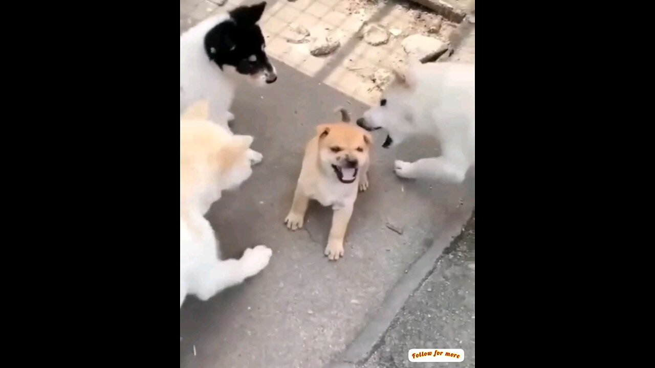 How do dogs tease small puppies together?🤣🤣 trending video