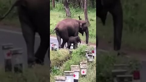 Watch Mother elephant seems teaching her baby how to cross the road Made with Clipchamp
