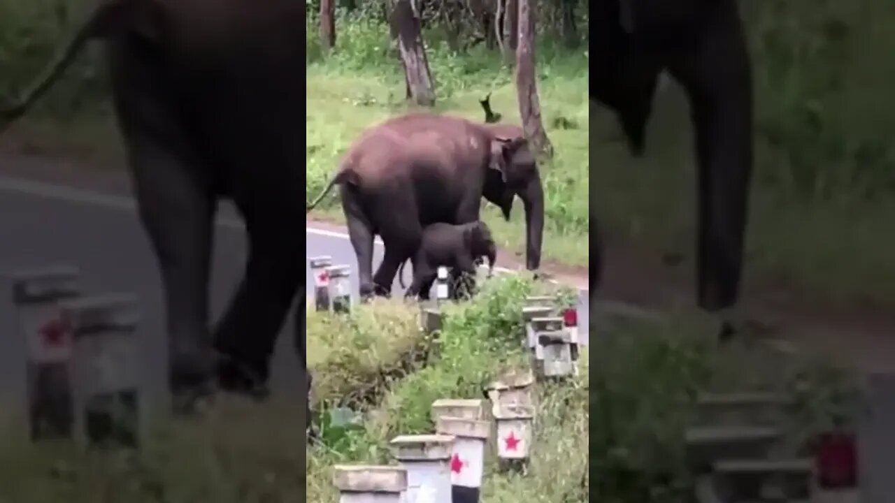 Watch Mother elephant seems teaching her baby how to cross the road Made with Clipchamp