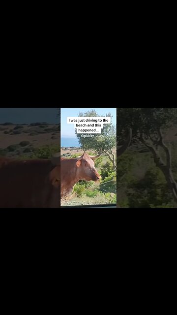 Cow gonna give visitors directions 🤣 #funny #viral