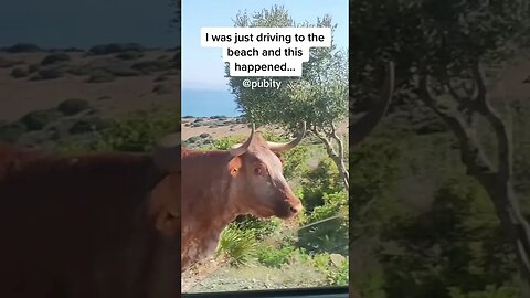 Cow gonna give visitors directions 🤣 #funny #viral