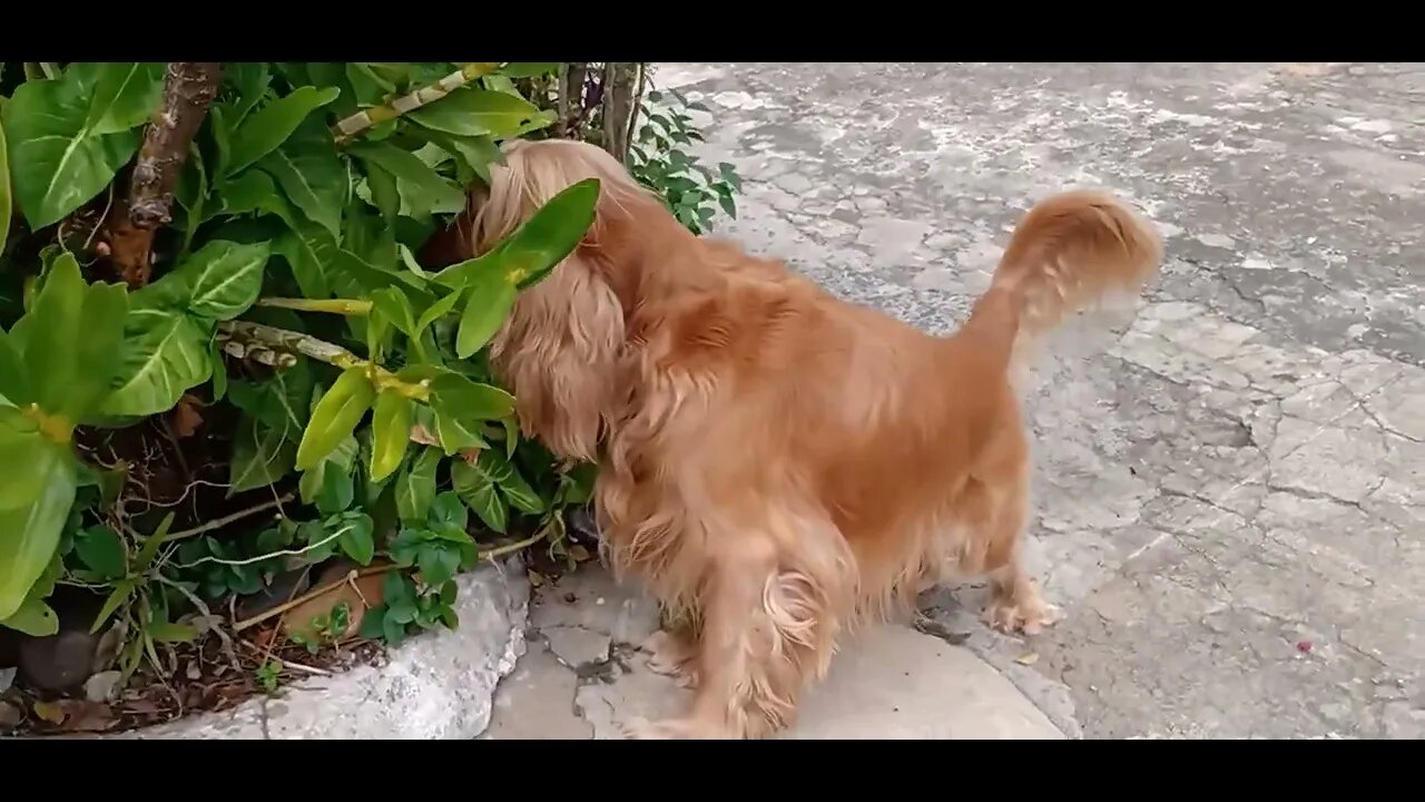 #caes, #amimals , #собаки , #pets , #kutta , #कुत्ते , #dogshow