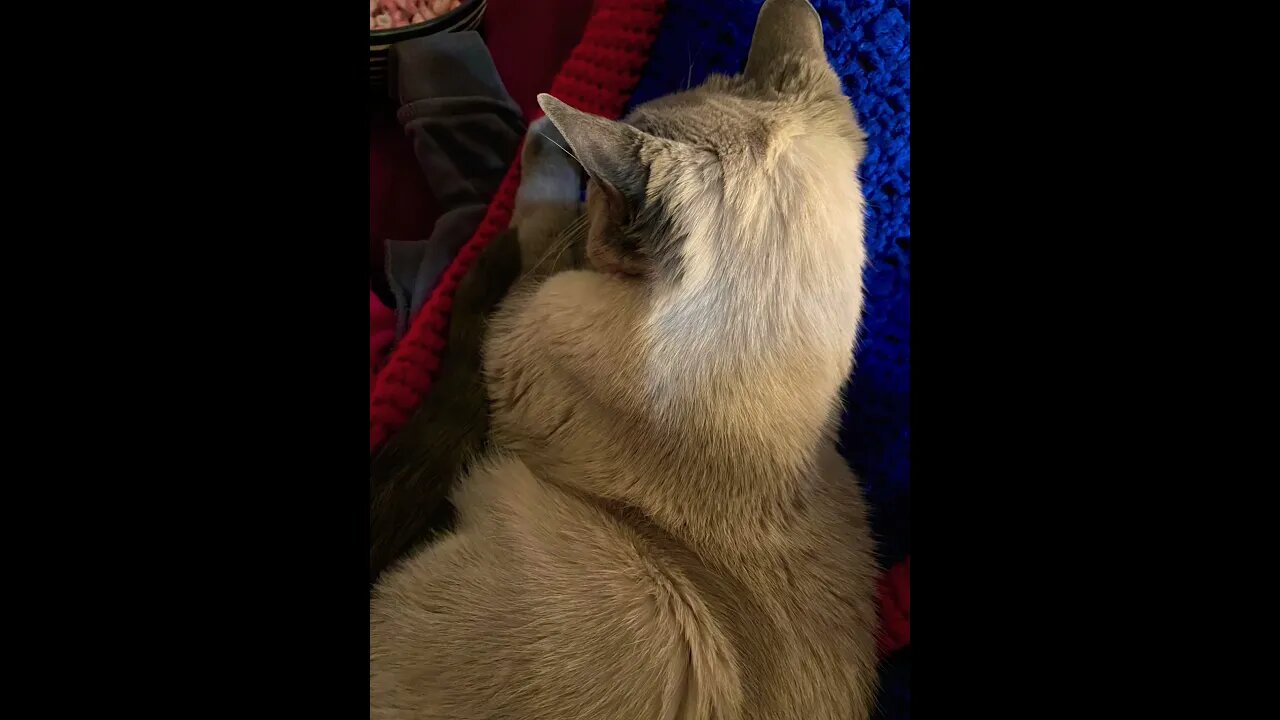 17 year old cat helps me feel better with snuggles