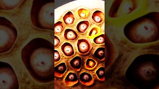 Trypophobia #shorts #youtubeshorts #pophobis #facts #viral #didyouknow #doyouknow #dailyfacts #facts