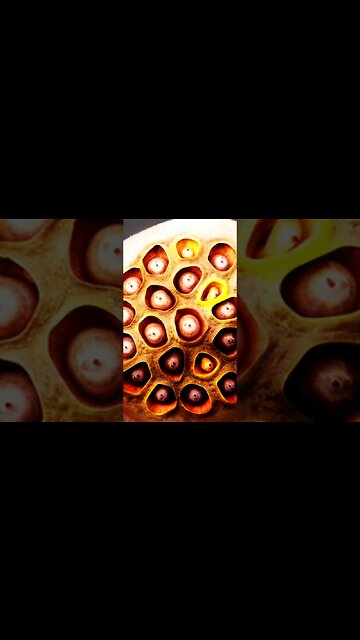 Trypophobia #shorts #youtubeshorts #pophobis #facts #viral #didyouknow #doyouknow #dailyfacts #facts