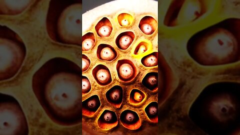 Trypophobia #shorts #youtubeshorts #pophobis #facts #viral #didyouknow #doyouknow #dailyfacts #facts