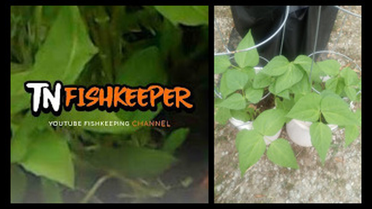 TNFISHKEEPER.COM™ 🐠 THE SEPTEMBER 2024 UPDATE #GARDEN #SEPTEMBER #2024