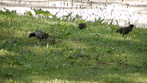 three starlings looking around for food on ground SBV 347378008 HD