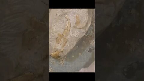Revealing a monster claw #short One of my first ever preps