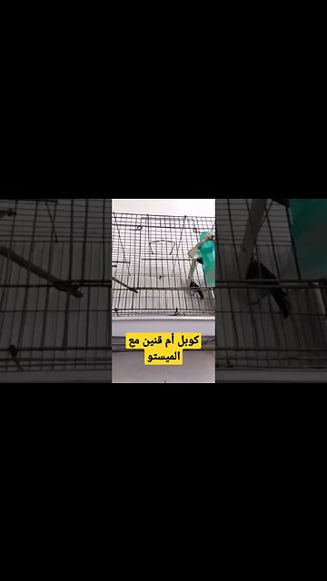 كوبل أم قنين مع الميستو روعة