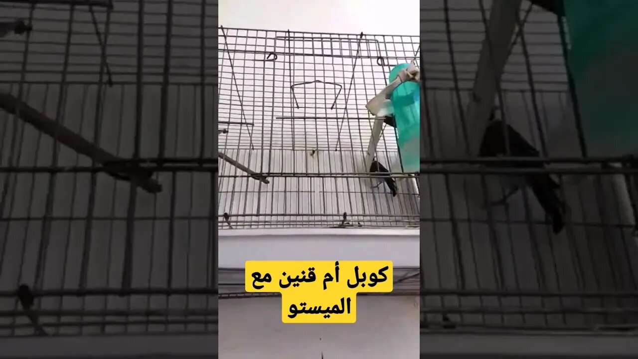 كوبل أم قنين مع الميستو روعة