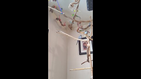 9 Canadian Budgies