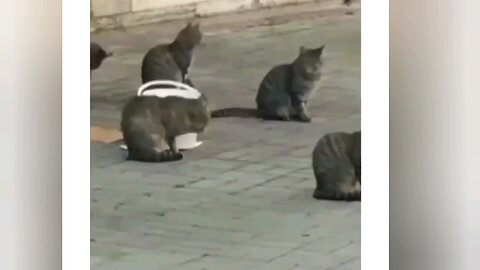 Real copy cat moment