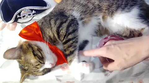 Adorable Cat with Red Bow Covers His Nose with the Paws #shorts