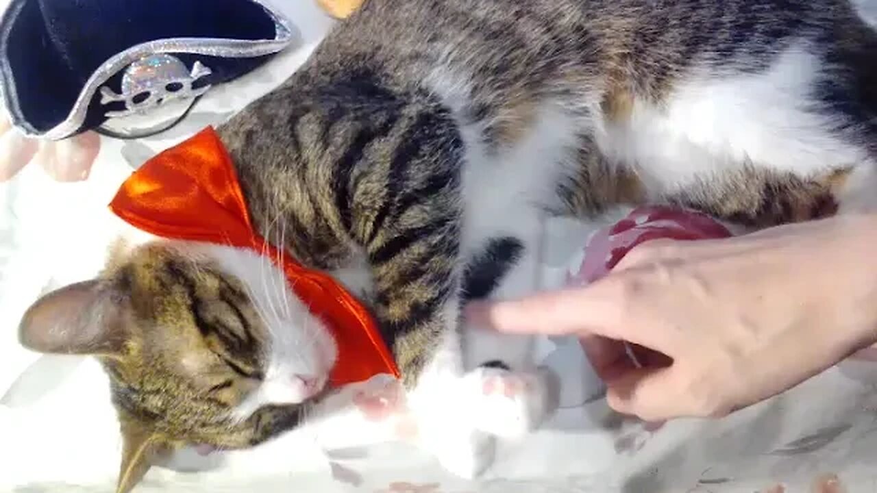 Adorable Cat with Red Bow Covers His Nose with the Paws #shorts