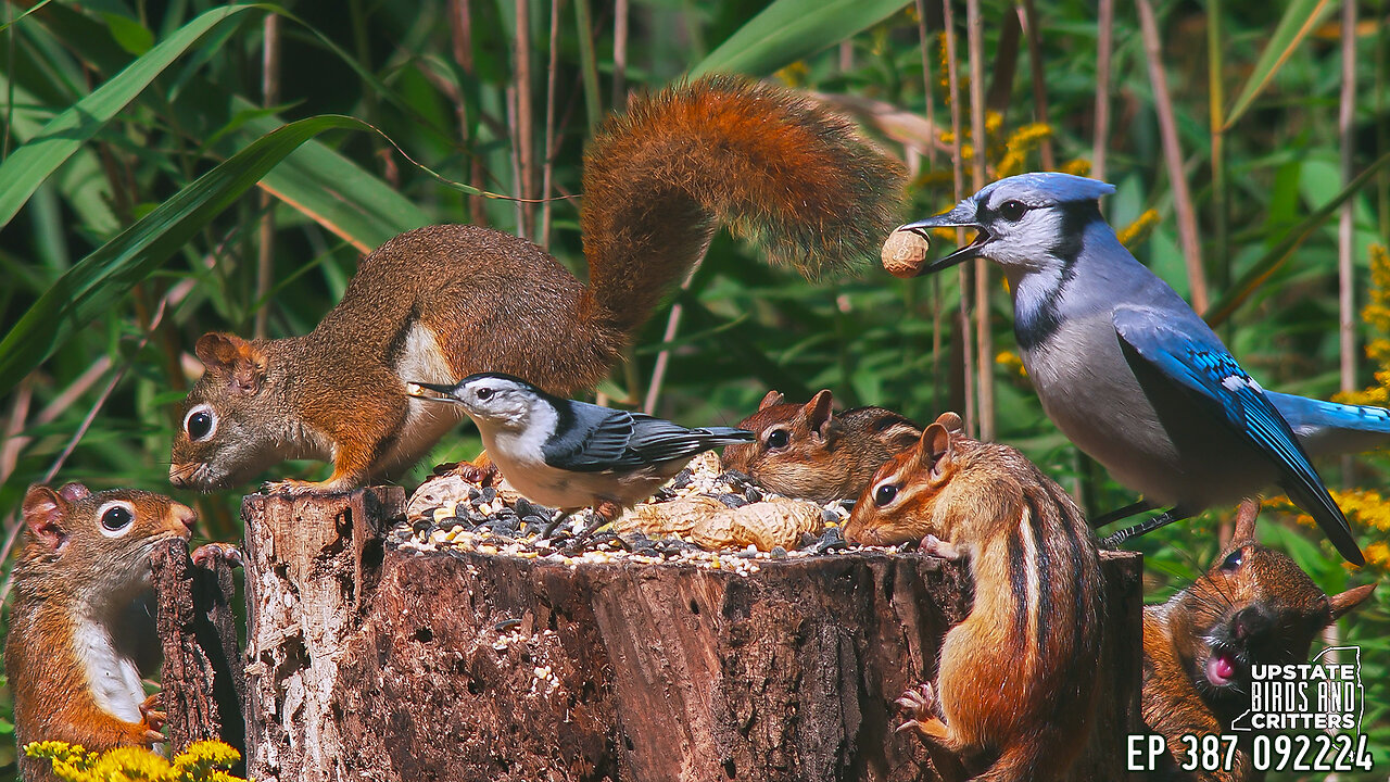 Upstate Birds And Critters: Ep 387 — 092224 Cat TV Dog TV