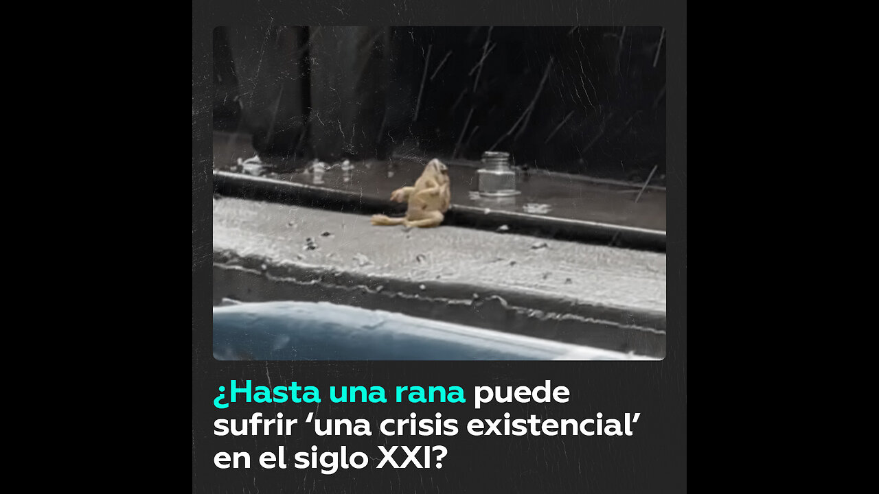 Esta rana parece estar en busca del sentido de la vida