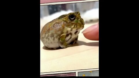 Не смей царевну лапать! 🐸