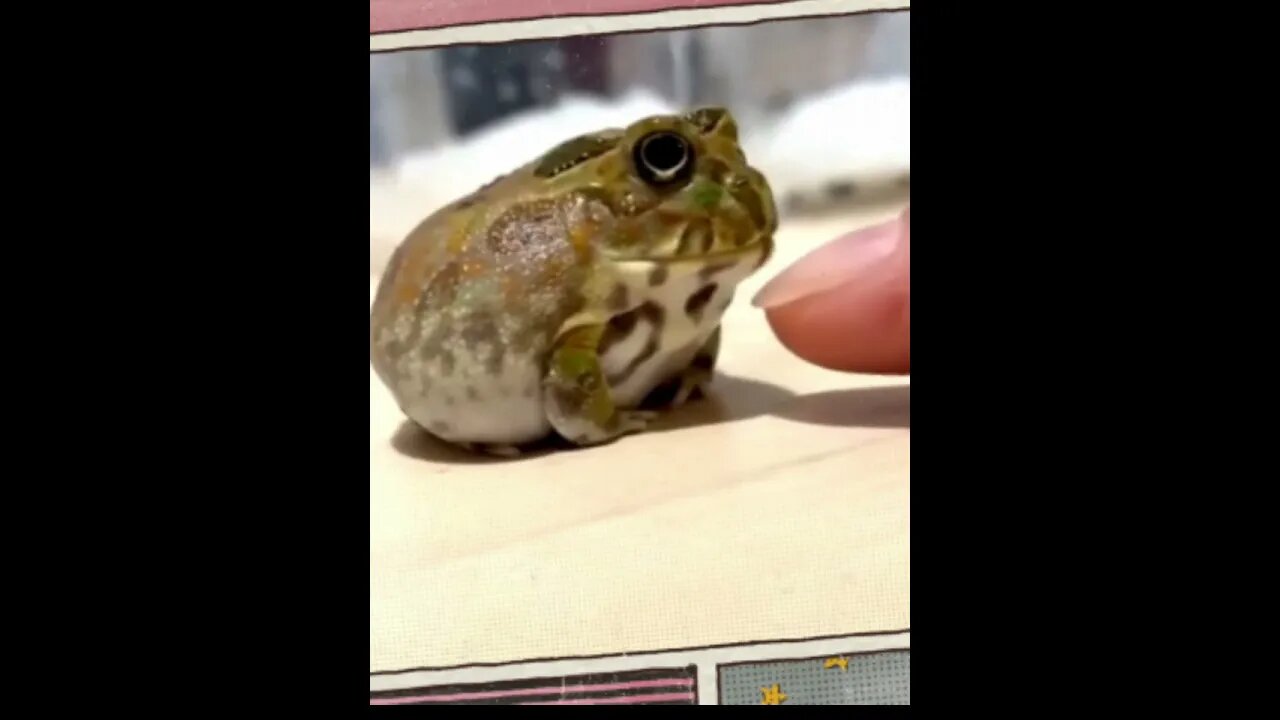 Не смей царевну лапать! 🐸