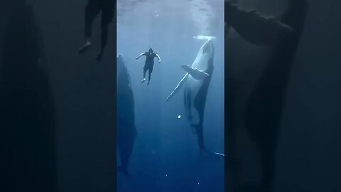 Vídeos incríveis-Imagens maravilhosas-The Best videos #shortsfeed #shorts #shortsviral #shortsindia