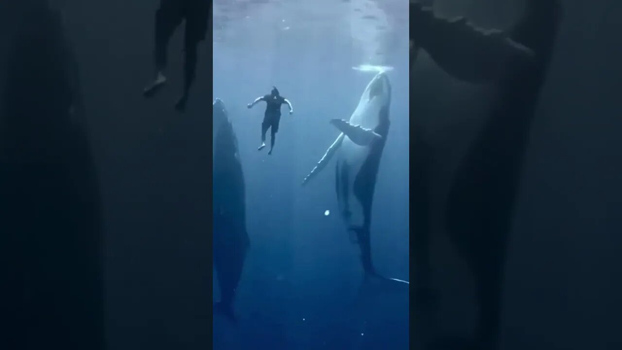 Vídeos incríveis-Imagens maravilhosas-The Best videos #shortsfeed #shorts #shortsviral #shortsindia