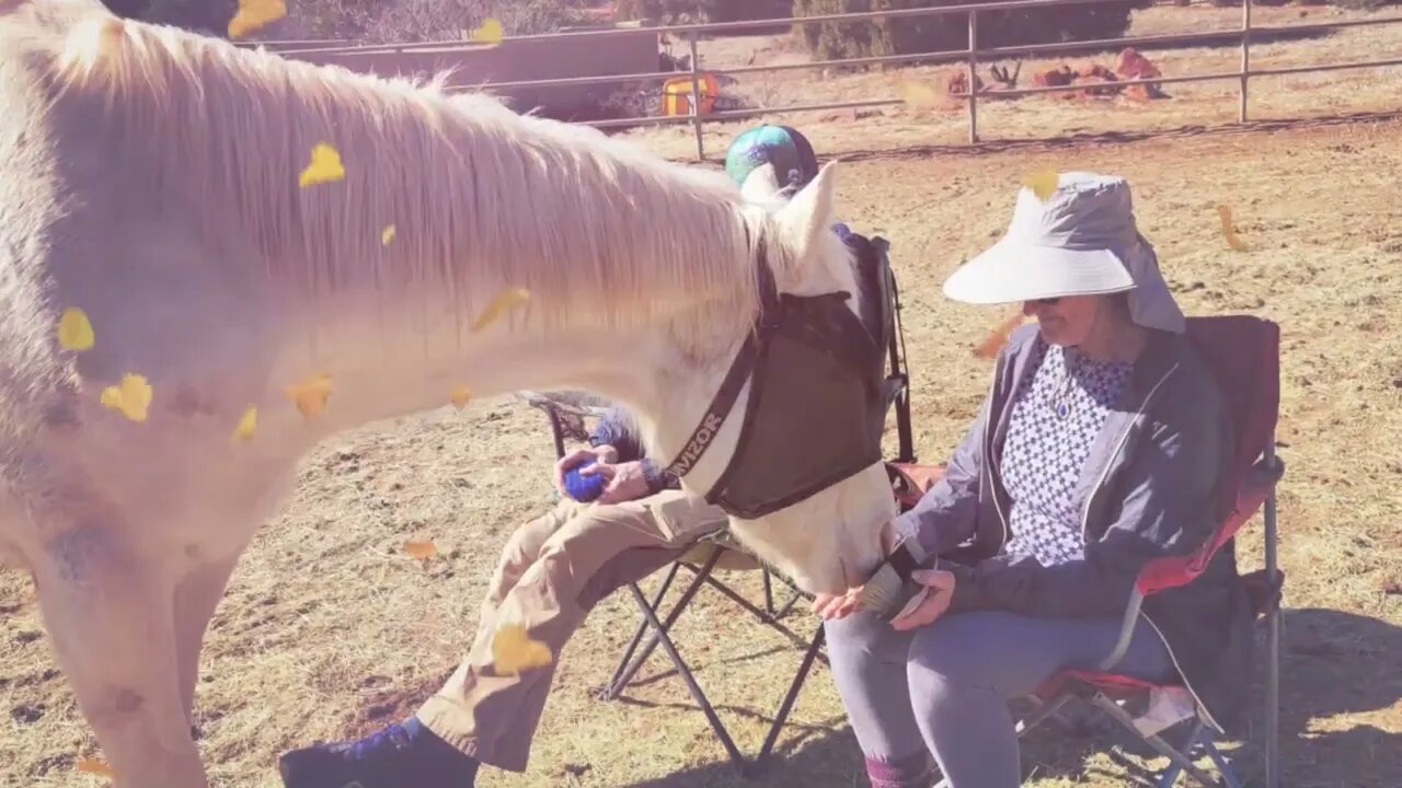 A perfect day for a Horse Medicine Session.