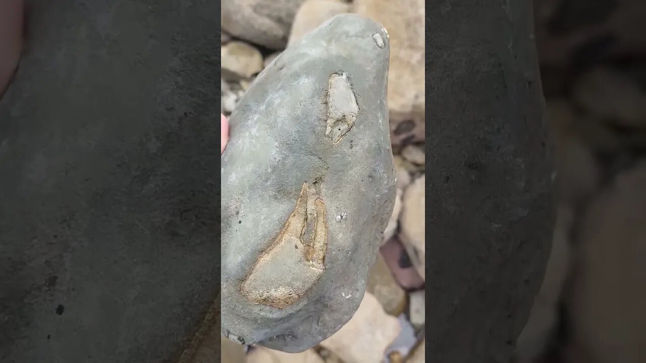 ~12 million year old fossil crab in a rockpool 🦀 #fossil #crab #claw #science