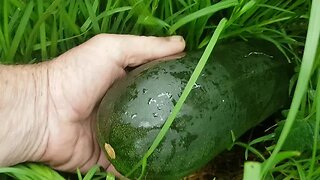 Let's go Zucchini hunting .